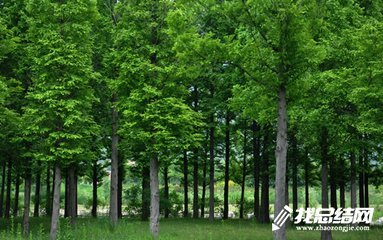 林業(yè)局2020年工作總結及2020年工作思路